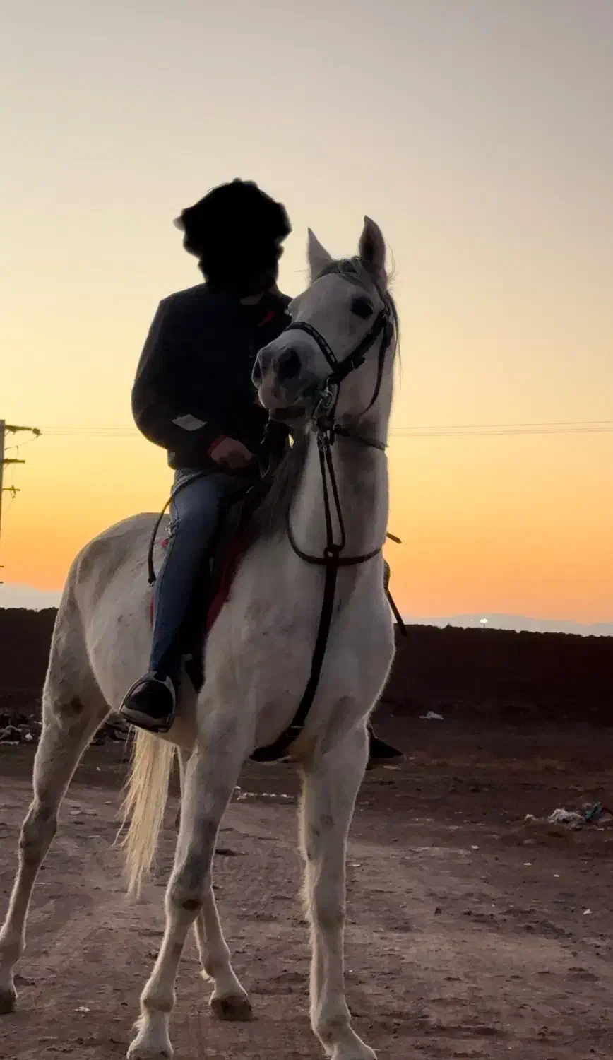 اسب مادیان فروشی|اسب و تجهیزات اسب‌سواری|رفسنجان, |دیوار