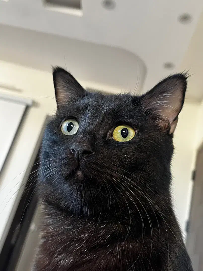 گربه گمشده|حیوانات|اصفهان, مصلی|دیوار