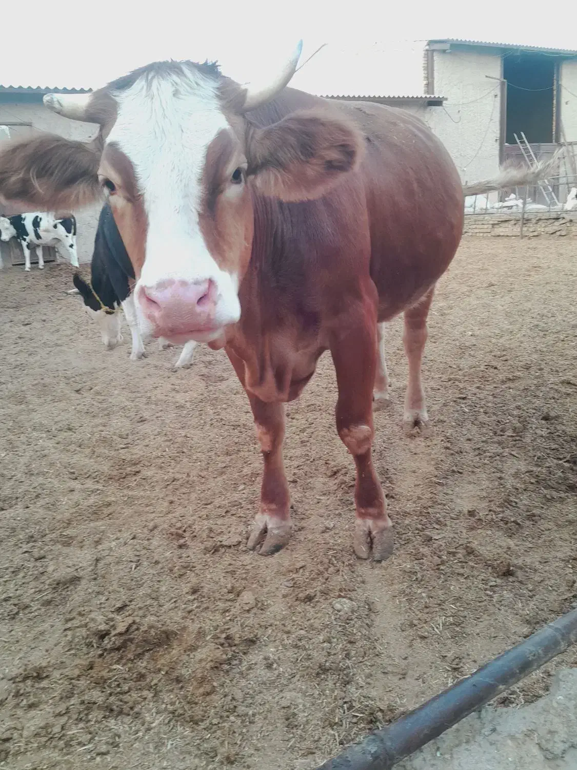 تلیسه گاو گوساله|حیوانات مزرعه|قیدار, |دیوار