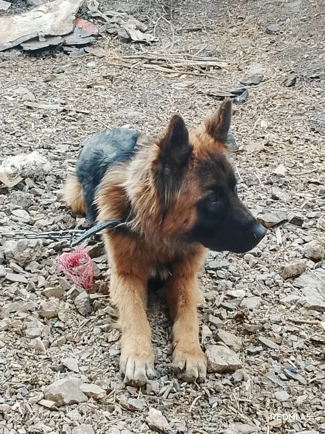 سگ ژرمن|سگ|رودهن, |دیوار