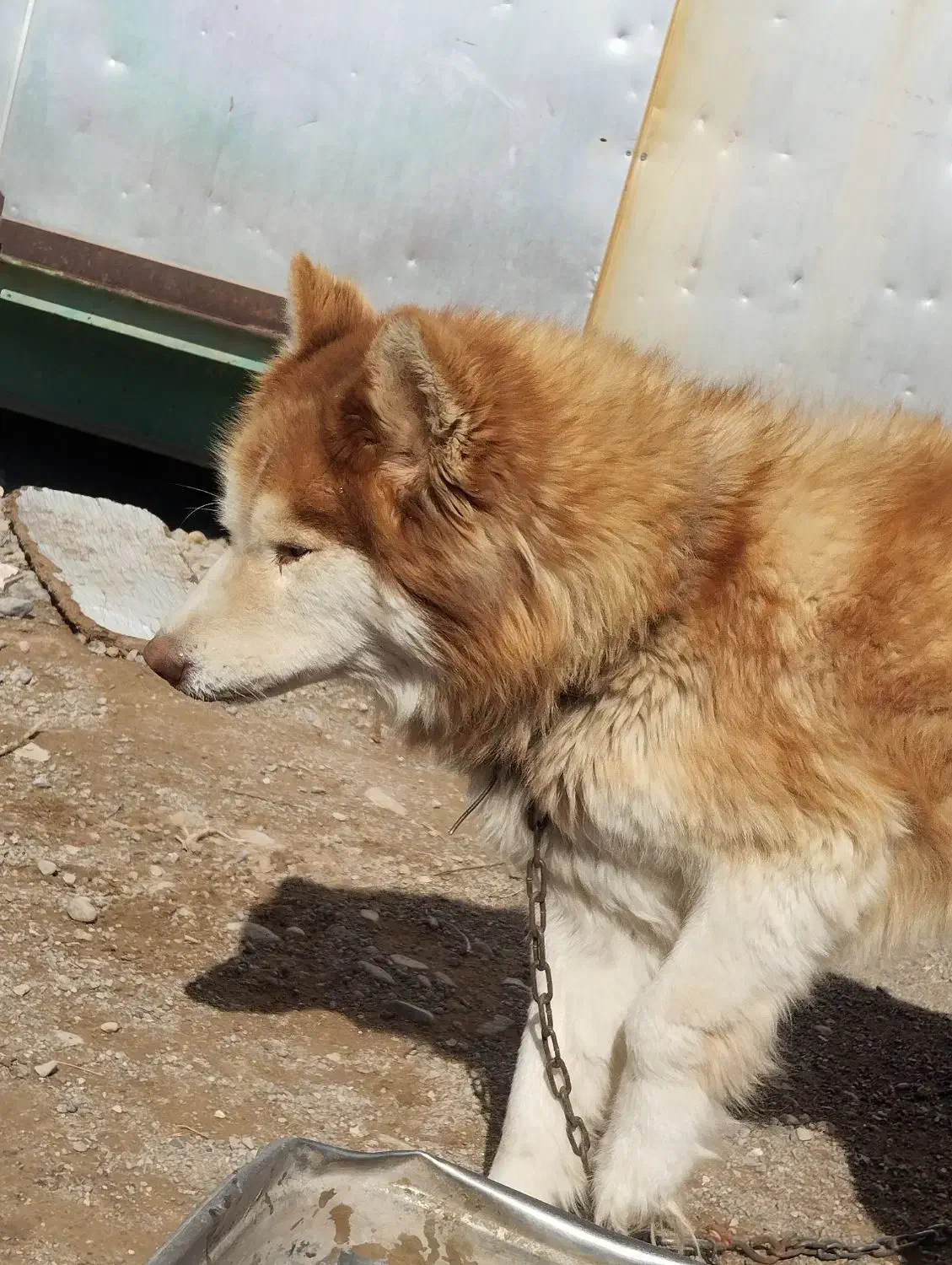 سگ هاسکی|سگ|مشهد, شهرک صنعتی مشهد|دیوار