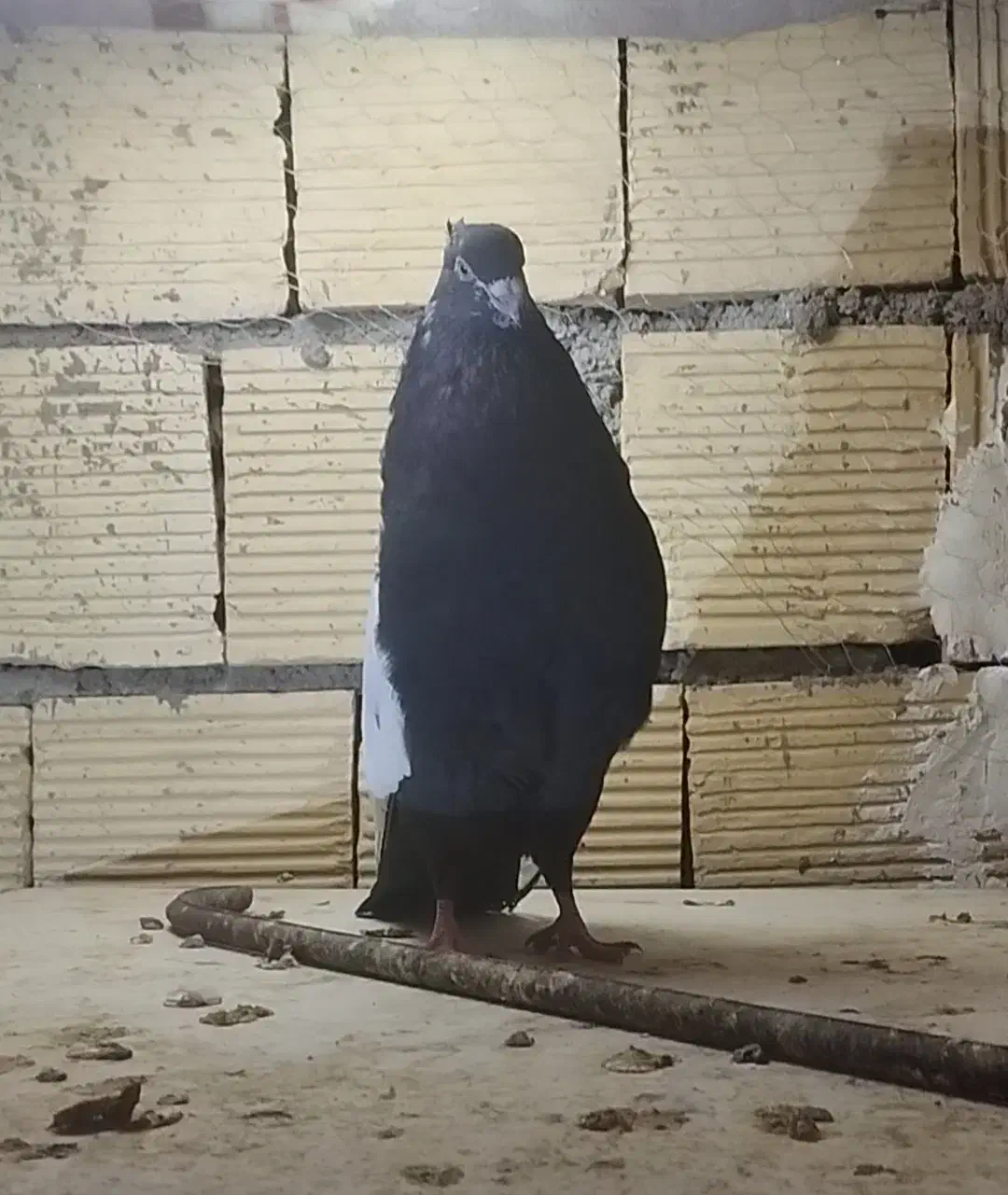 پرنده کبوتر سیاه|پرنده|خرم‌آباد, |دیوار