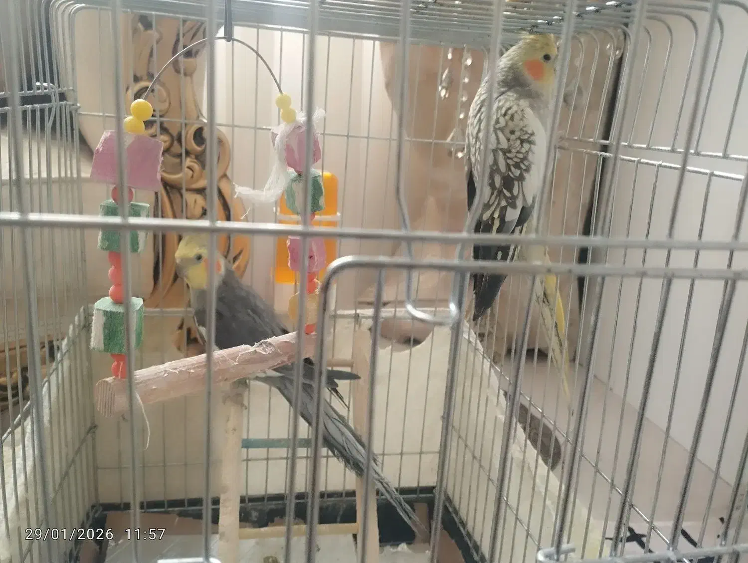 عروس|پرنده|قم, زنبیل آباد|دیوار