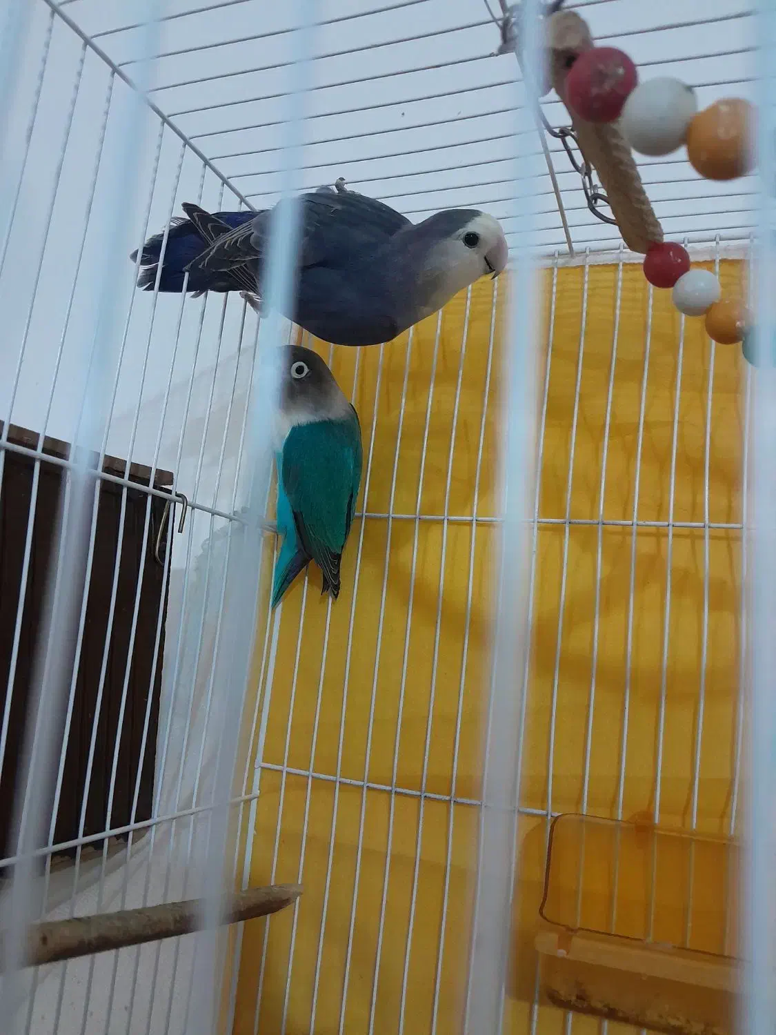 یک جفت عروس کوتوله اماده|پرنده|مشهد, کشف|دیوار