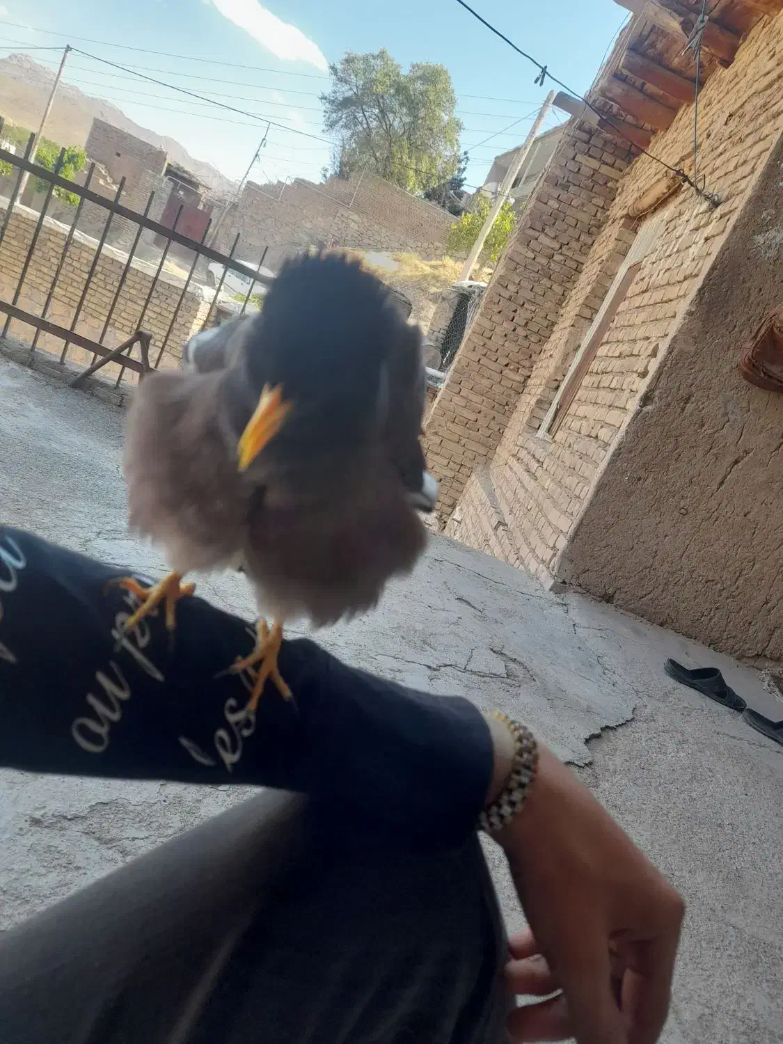 مرغ مینا سخنگو رخ در رخ پرو وراج به شرط|پرنده|تهران, استاد معین|دیوار