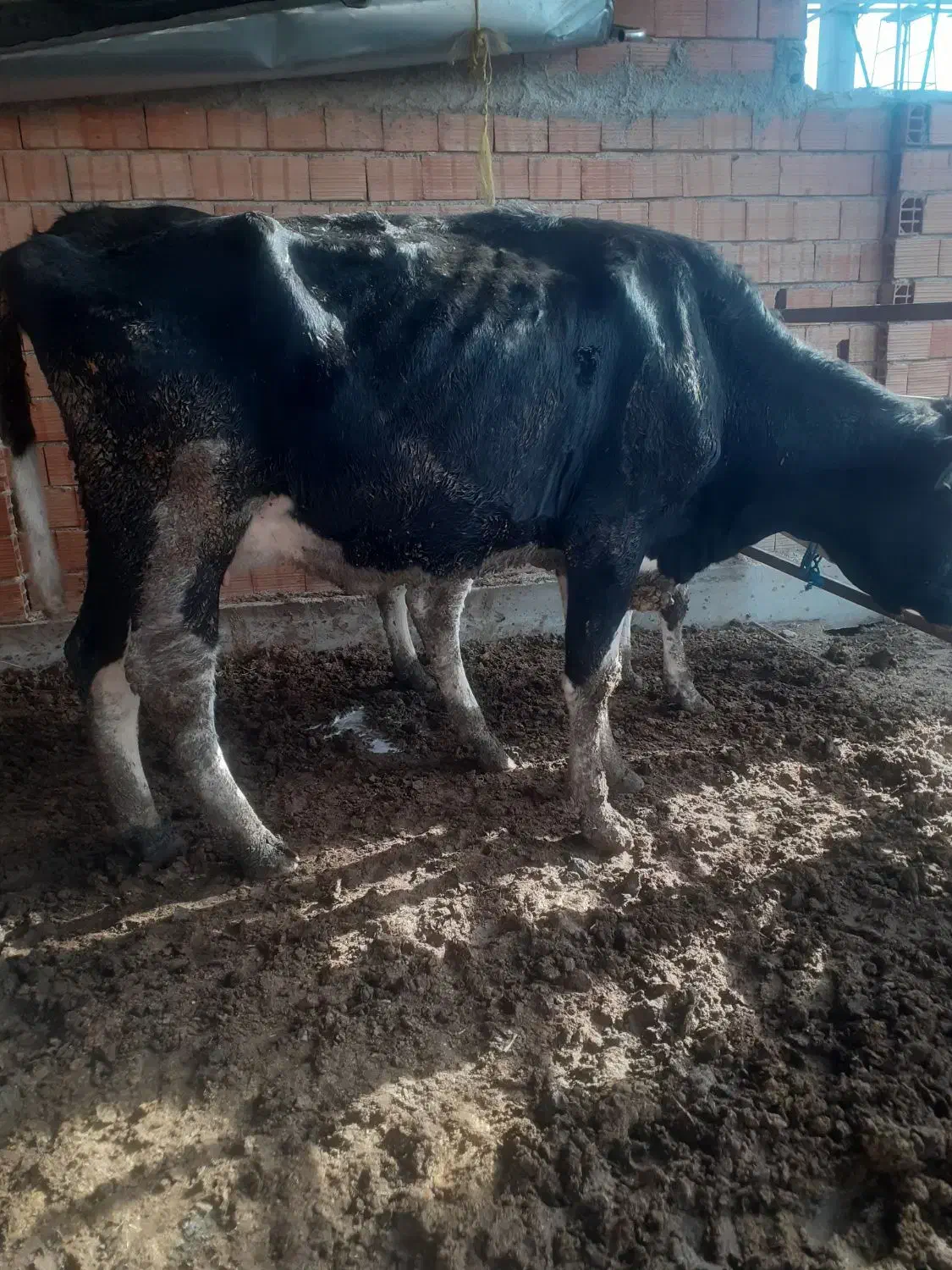 فروش گاو شکم اول|حیوانات مزرعه|سیمین شهر, |دیوار