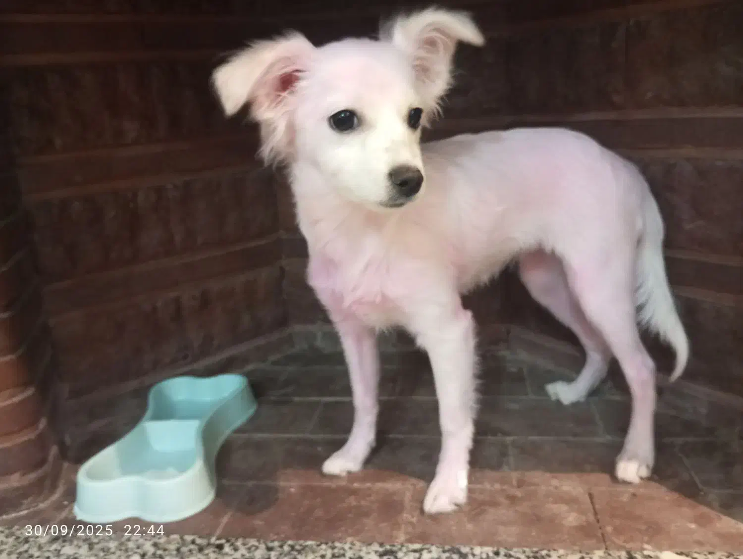 برفی گمشده|حیوانات|ورامین, ورامین|دیوار