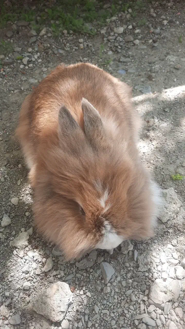 خرگوش|موش و خرگوش|بناب, |دیوار