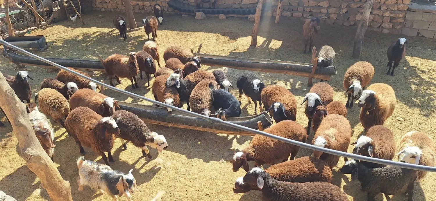 بره (کاور)|حیوانات مزرعه|درب گنبد, |دیوار