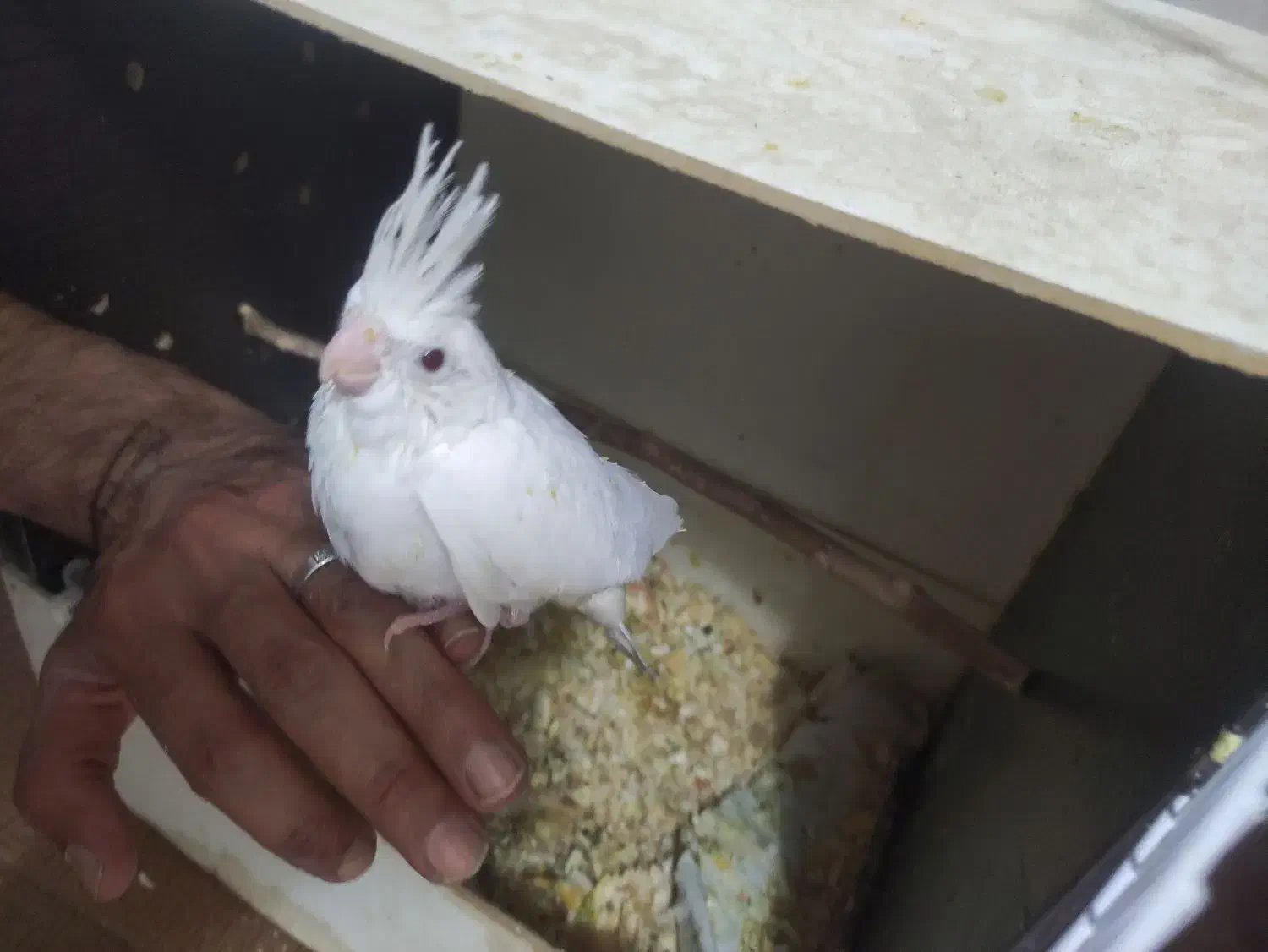 جوجه عروس هلندی|پرنده|قم, کیوانفر|دیوار