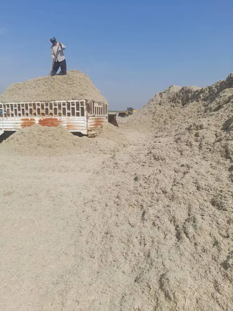 کاه نیشکر جدید جدید امروزی کشت امروز|عمده‌فروشی|ساوه, |دیوار