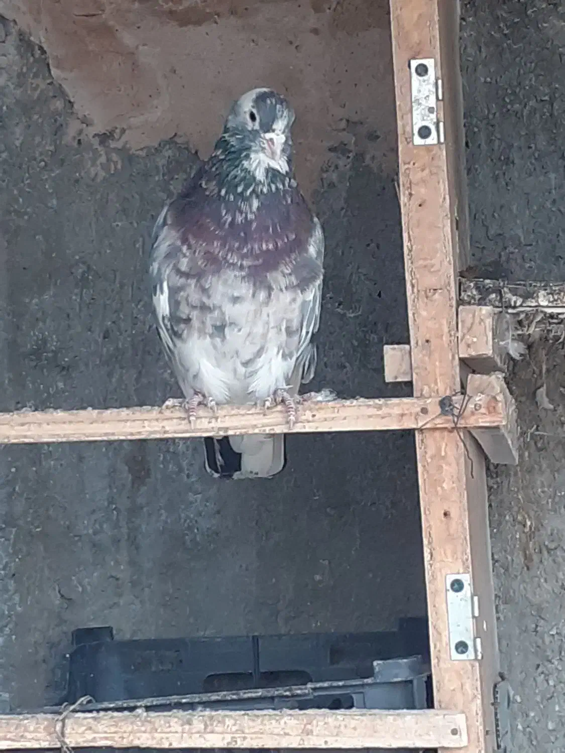 کبوتر هما سرور|پرنده|لنجان, |دیوار