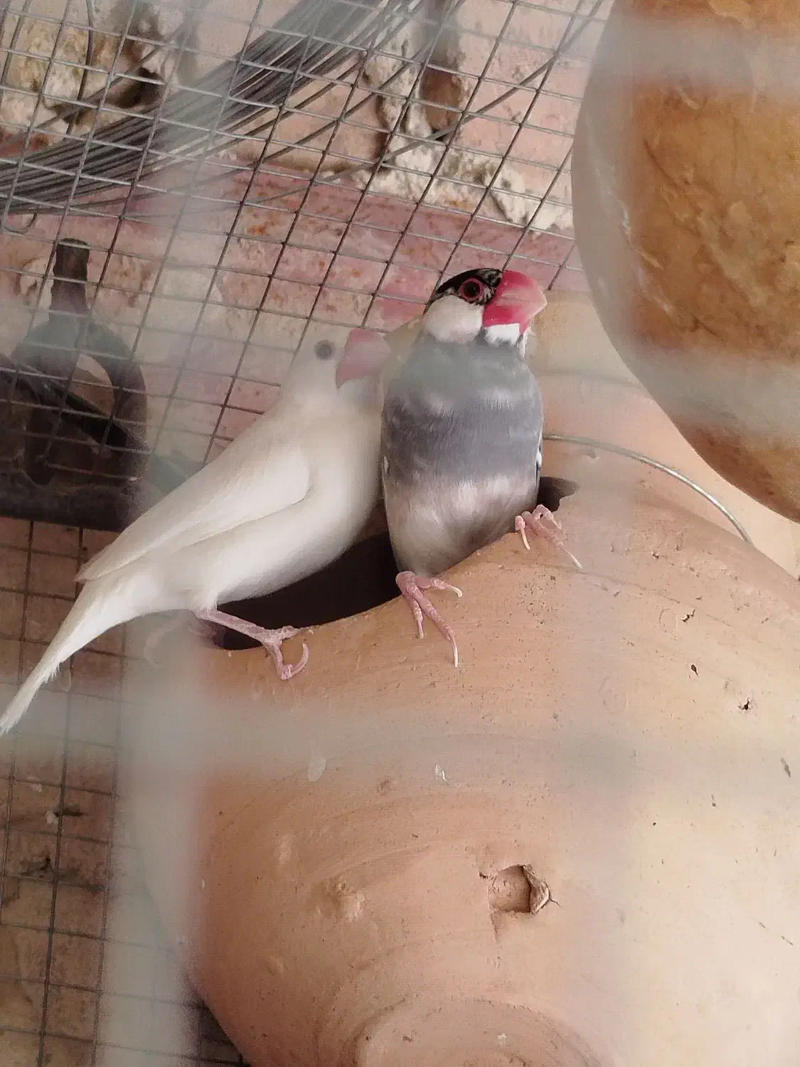 فروش فنچ نرگسی|پرنده|سراوان, |دیوار