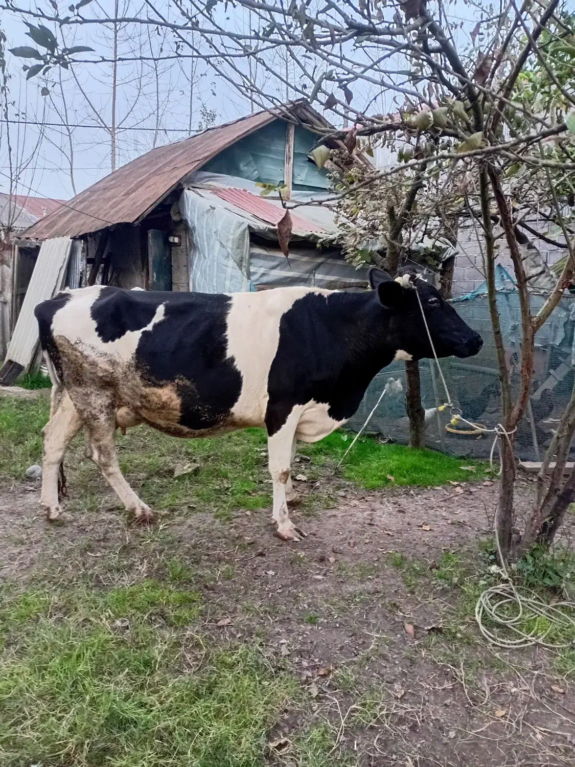 هلشتاین شیری|حیوانات مزرعه|کوچصفهان, |دیوار