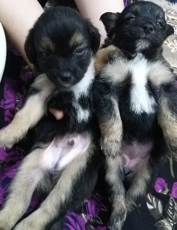 سگ پاکوتاه اشپیتز|سگ|کیاشهر, |دیوار