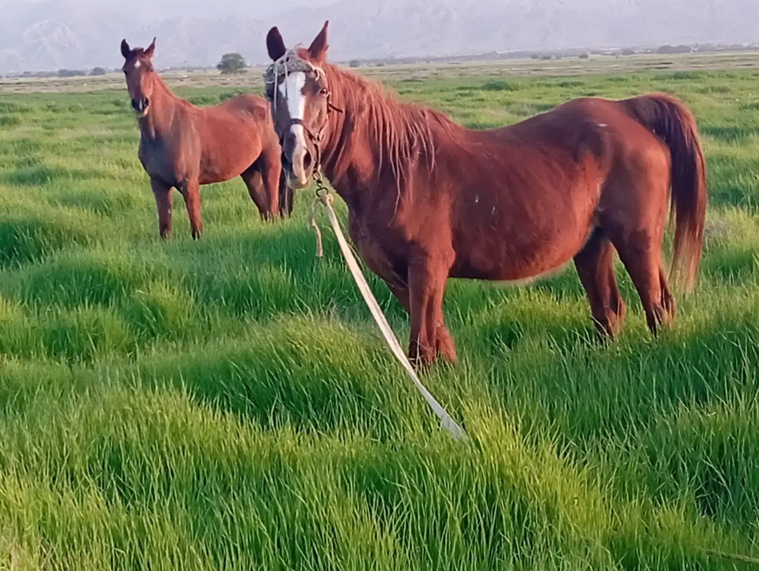 اسب|اسب و تجهیزات اسب‌سواری|گله دار, |دیوار