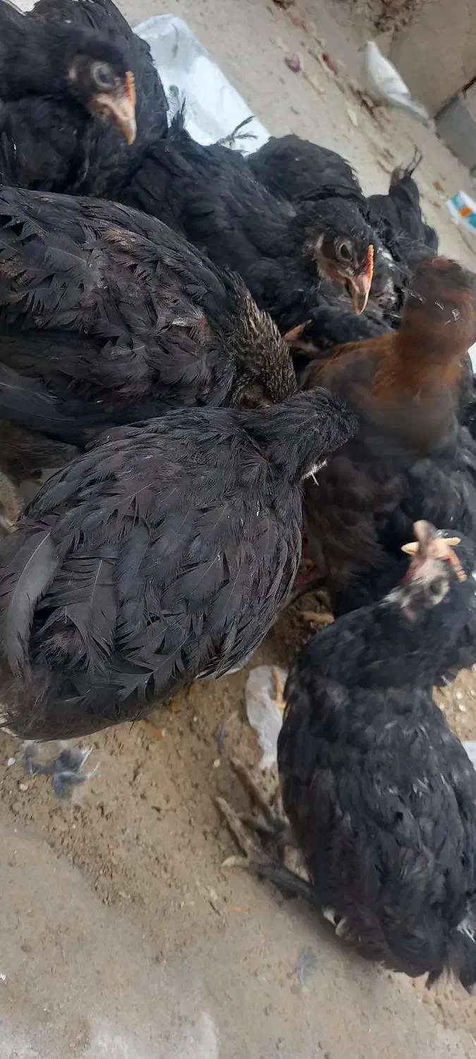 مرغ|حیوانات مزرعه|رامشیر, |دیوار