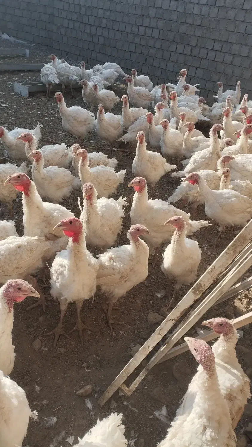 بوقلمون بیوتی|حیوانات مزرعه|پیرانشهر, |دیوار