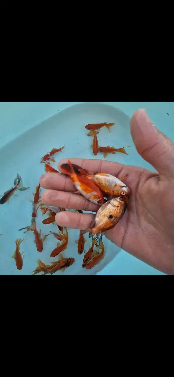 گلدفیش|ماهی|اردکان, |دیوار