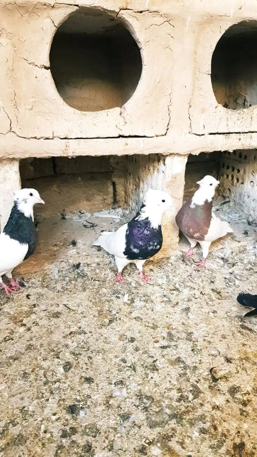 دسته طوقی|پرنده|بندر گناوه, |دیوار