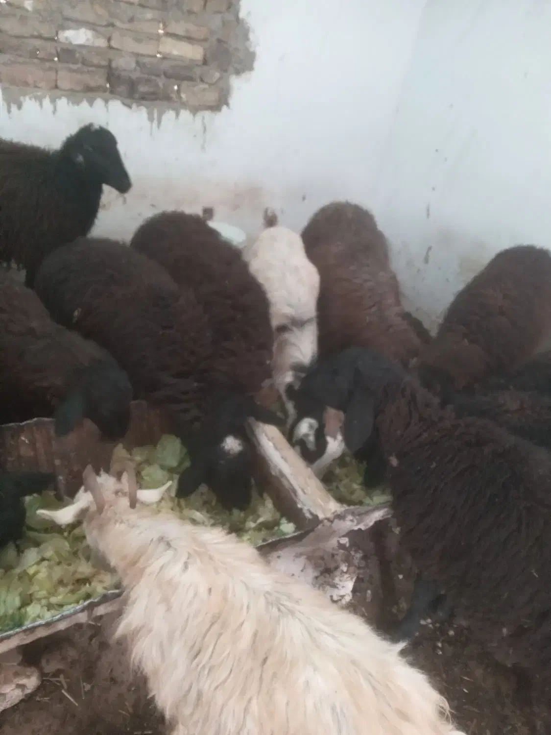 بز ماده|حیوانات مزرعه|هشتگرد, تهران دشت|دیوار