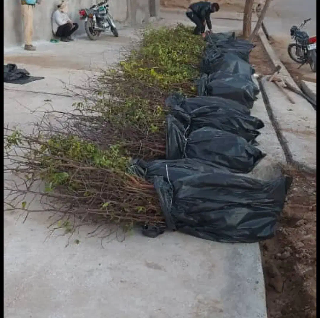 نهال عناب اوکراینی|خدمات باغبانی و درختکاری|بیرجند, |دیوار