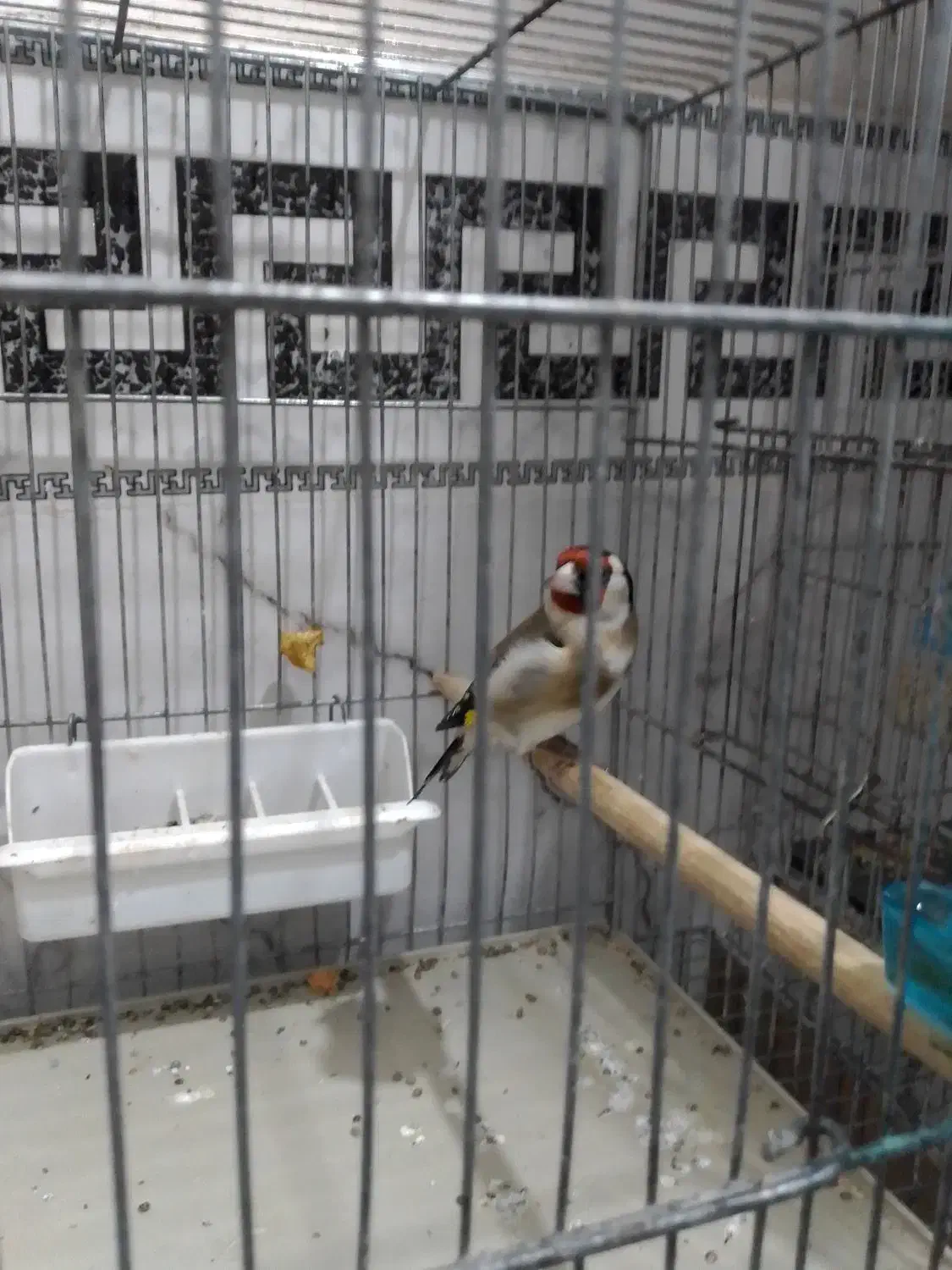 یک عدد سهره نر|پرنده|قم, شهرک فاطمیه|دیوار