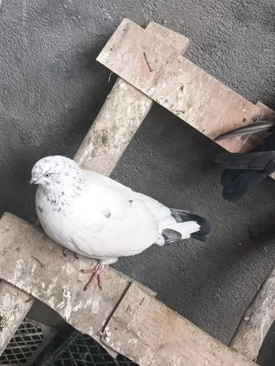 ماده ۴۰۰|پرنده|سردشت, |دیوار