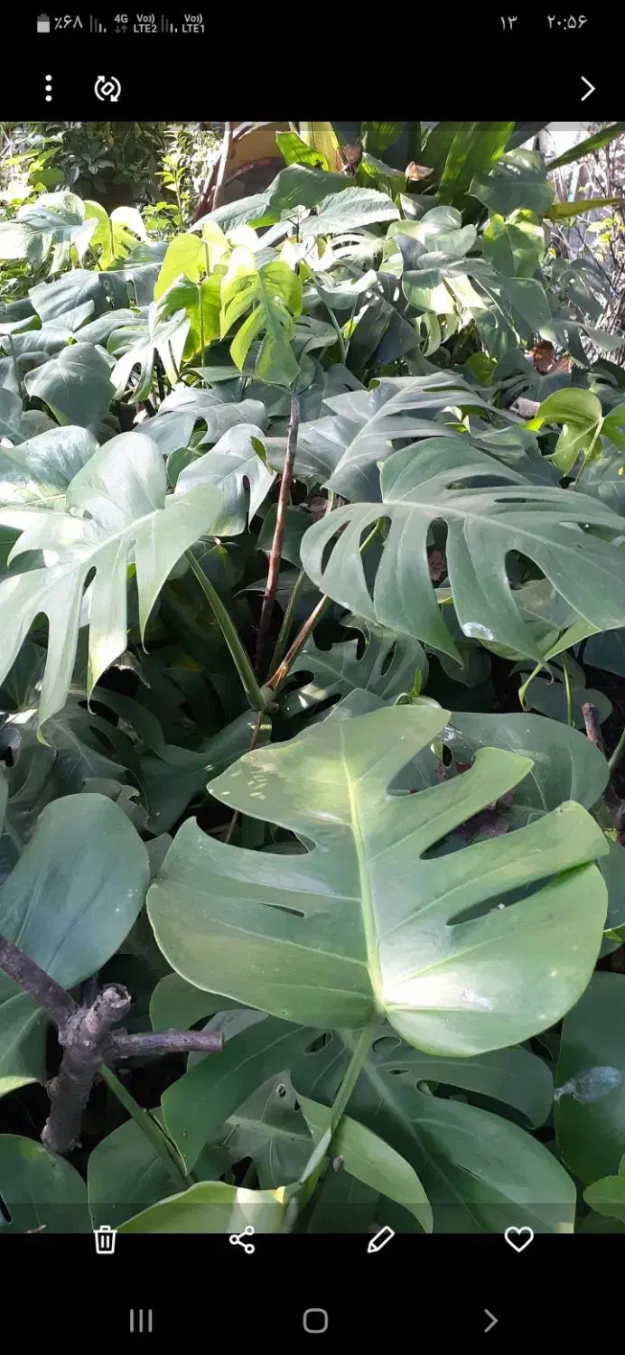 کاج اسباتی شفلورا برگ انجیری بابا آدم|گل و گیاه طبیعی|سلمان‌شهر, |دیوار