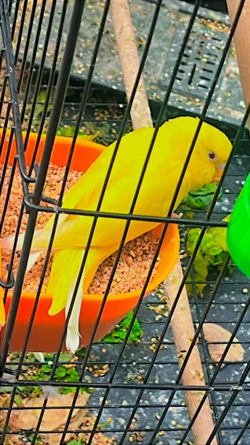 مرغ عشق|پرنده|اهواز, زیتون کارمندی|دیوار