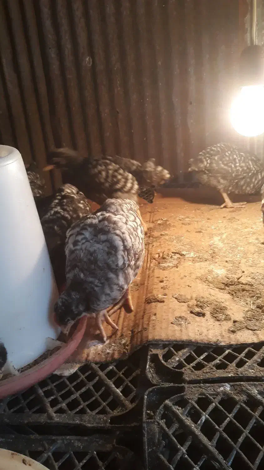 جوجه مرغ آمروک|حیوانات مزرعه|اطاقور, |دیوار