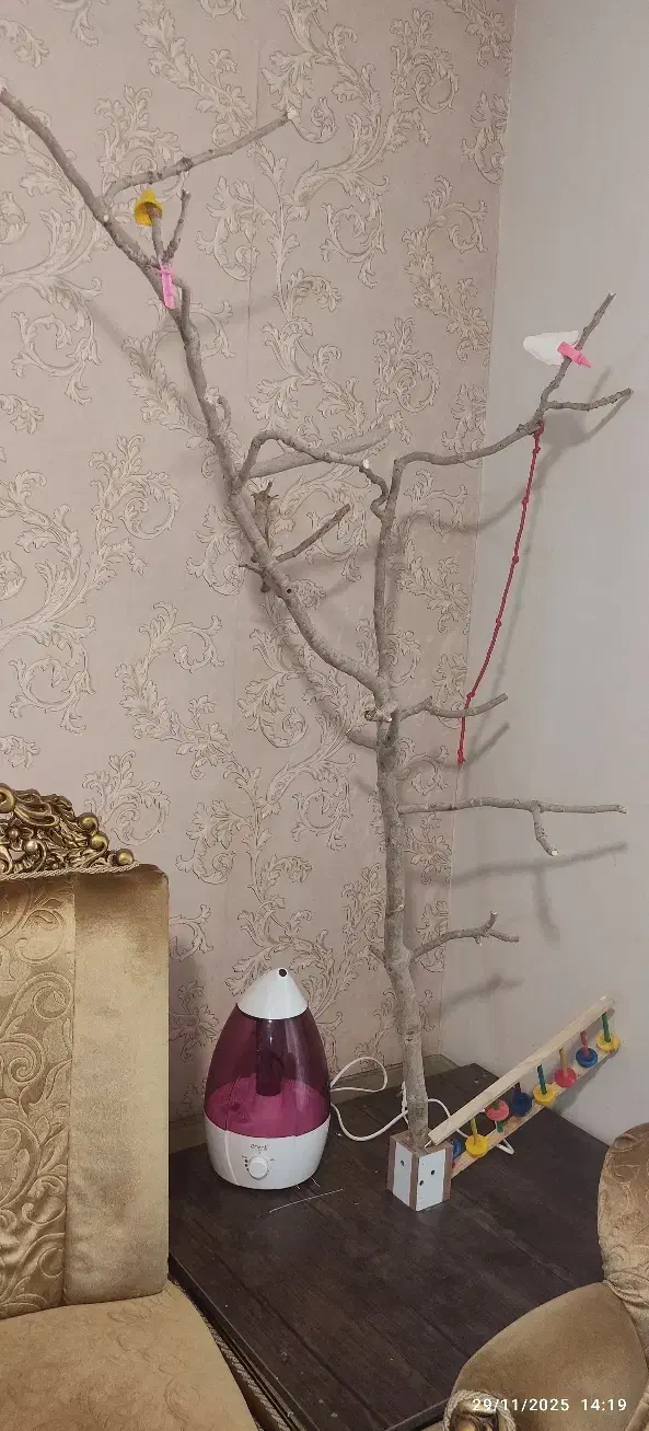 درختچه طوطی چوب پسته|لوازم جانبی حیوانات|تهران, وردآورد|دیوار