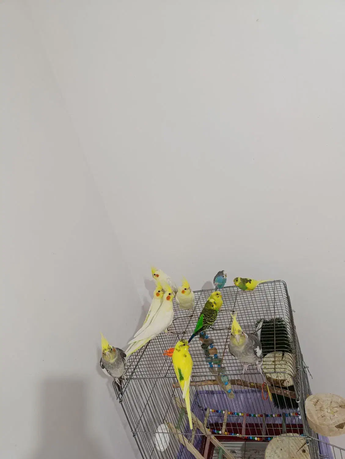 عروس هلندی لوتینو نروماده سروحال و آس ومرغ عشق|پرنده|قزوین, |دیوار