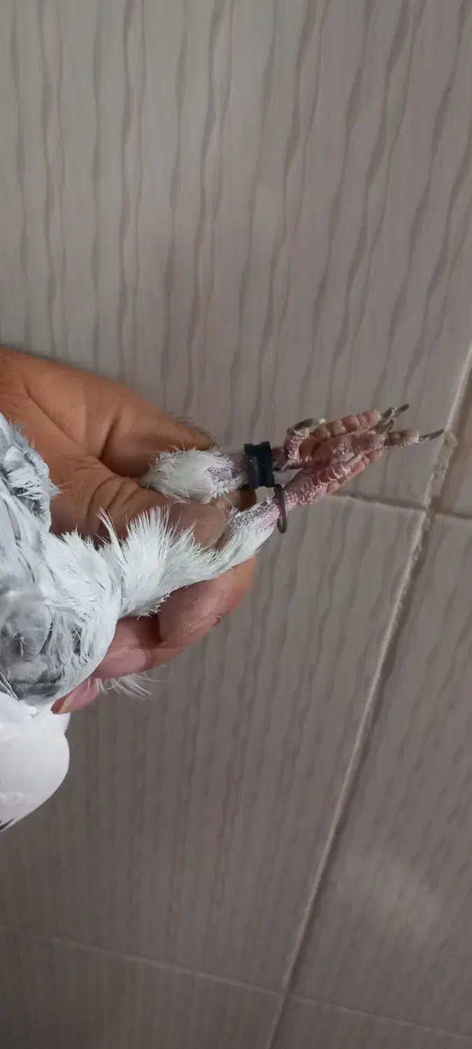 نرو ماده پاکستانی|پرنده|زابل, |دیوار