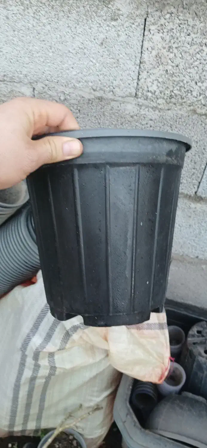 گلدان پلاستیکی|گل و گیاه طبیعی|بندر انزلی, گمرک|دیوار