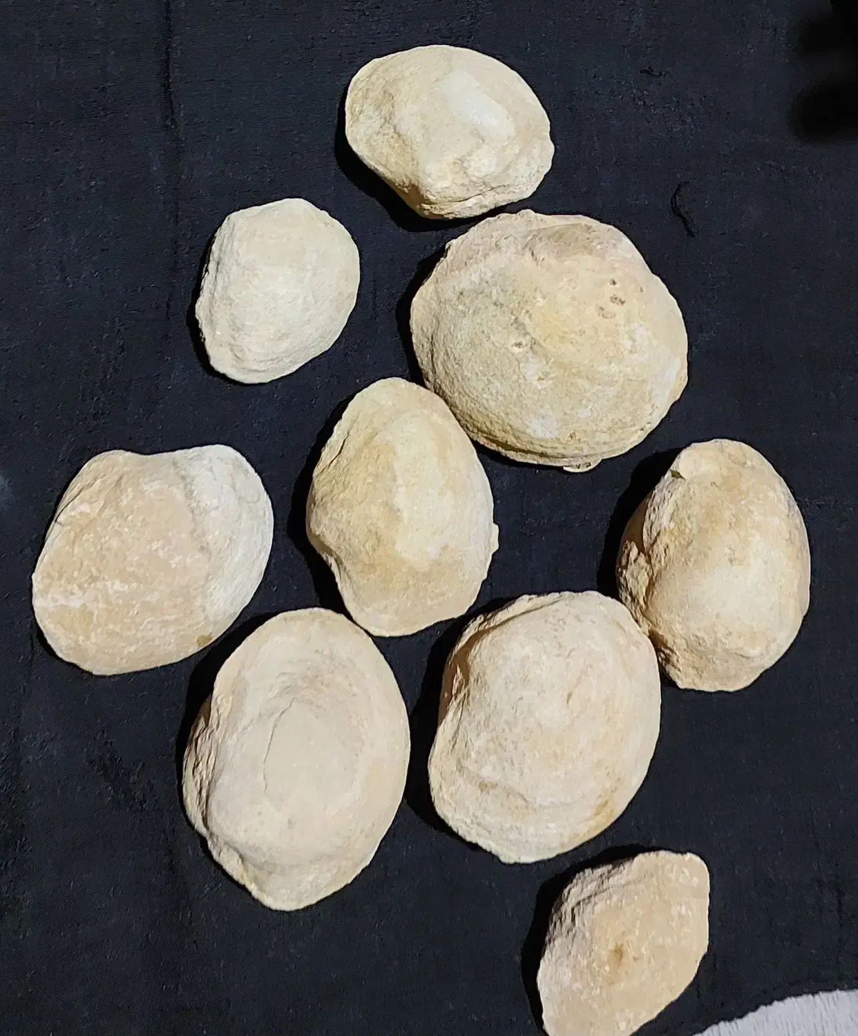 سنگواره و فسیل صدف|کلکسیون اشیاء عتیقه|سروستان, |دیوار