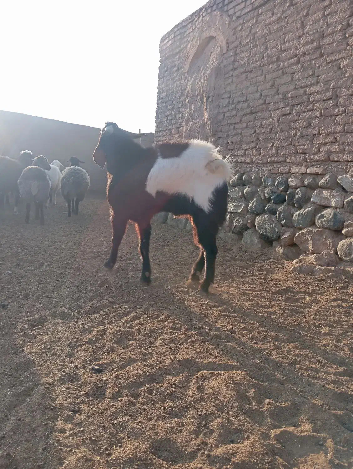 نربز دورگ درشت|حیوانات مزرعه|سبزوار, غرب نیروگاه|دیوار