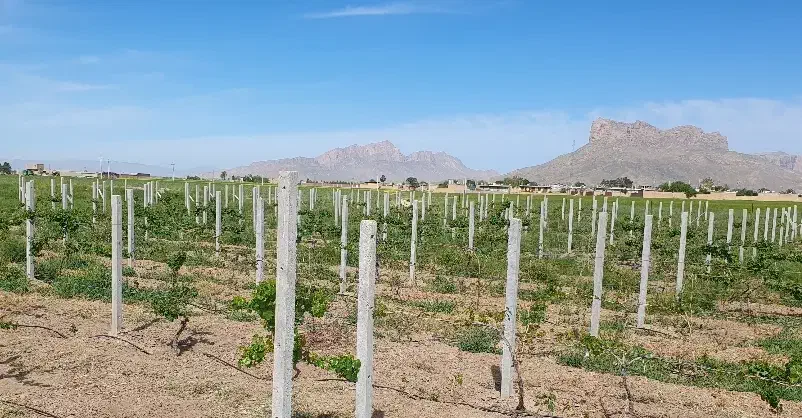 پایه بتنی فنس و انگور داربستی|مصالح و تجهیزات ساختمان|مرودشت, زنگی آباد|دیوار