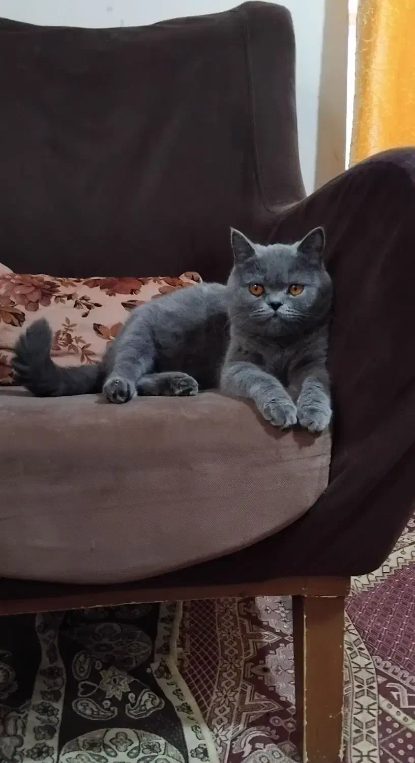 اسکاتیش نر آماده جفت گیری|گربه|مشهد, قائم|دیوار