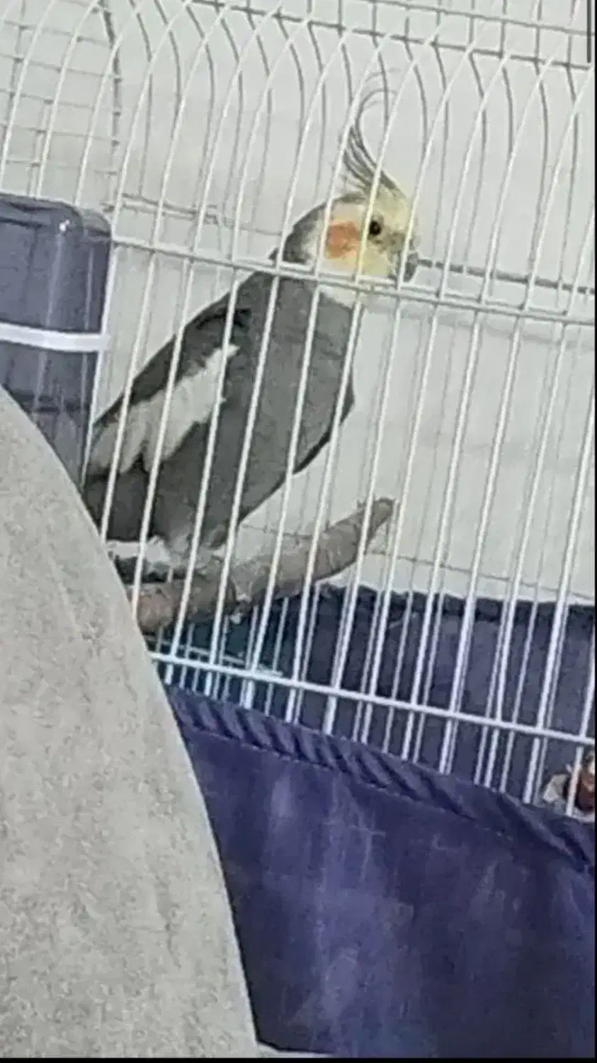 عروس هلندی نر بالغ سخنگو|پرنده|تهران, قصر فیروزه ۲|دیوار