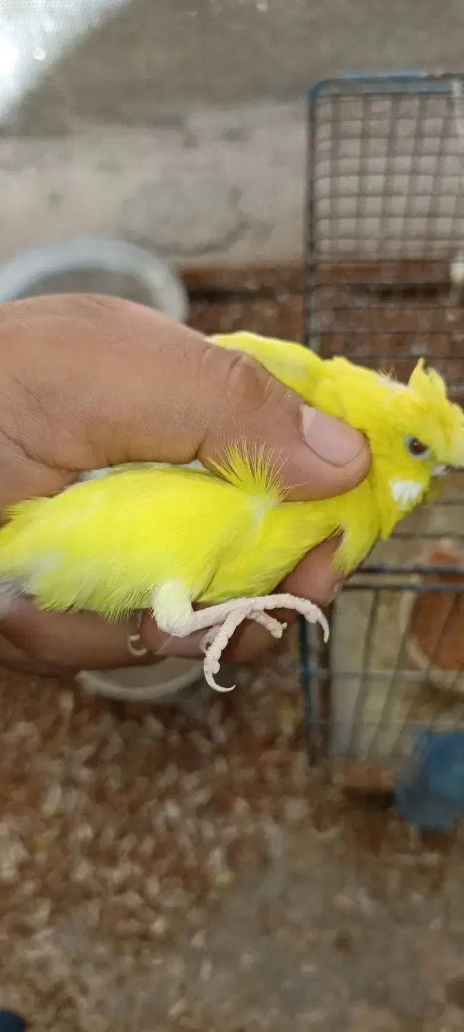 مرغ عشق نر|پرنده|سراوان, |دیوار