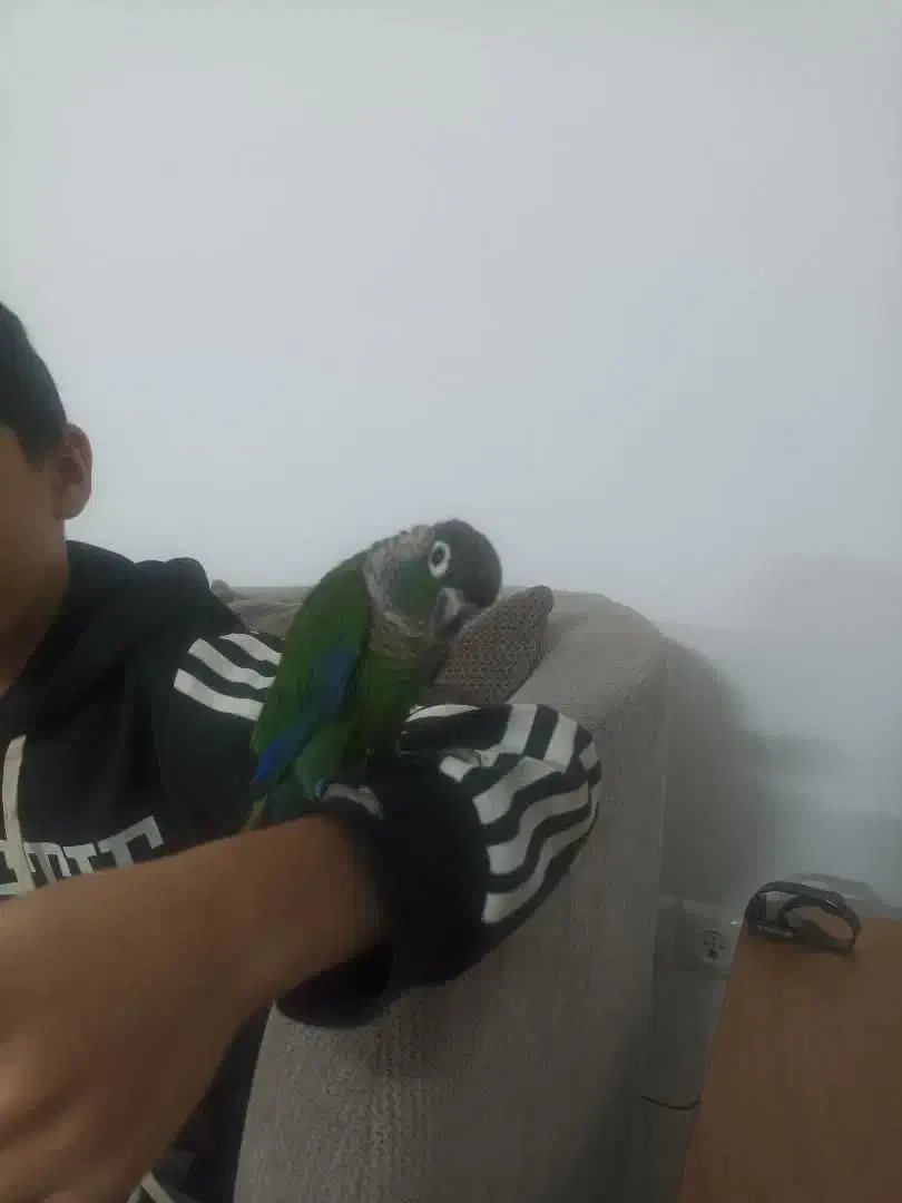 طوطی گریچیک سالم و دستی و خوش رنگ|پرنده|نیشابور, بنیاد شهید|دیوار