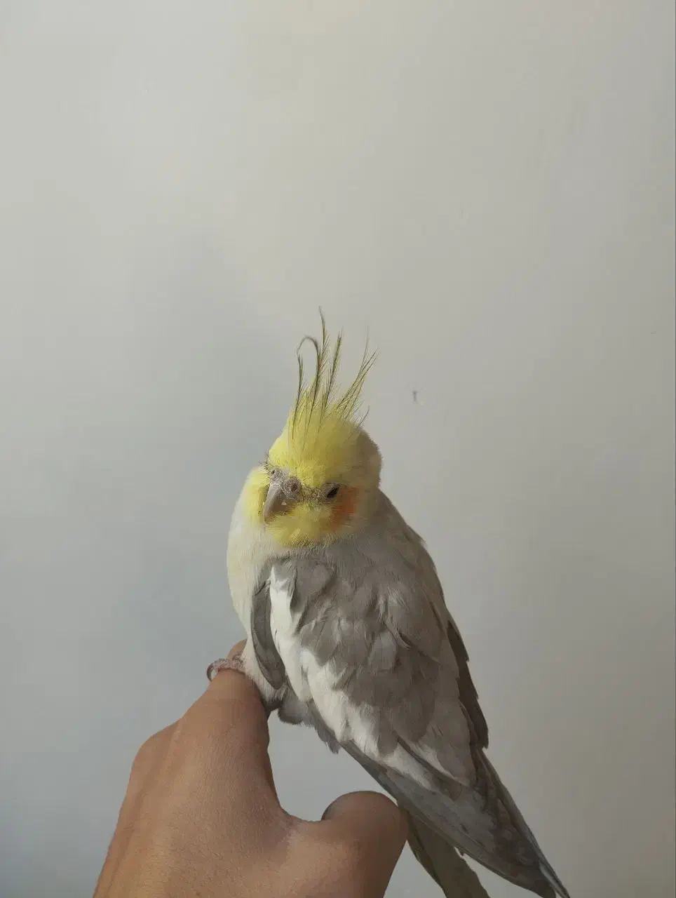 پرنده|پرنده|دیواندره, |دیوار