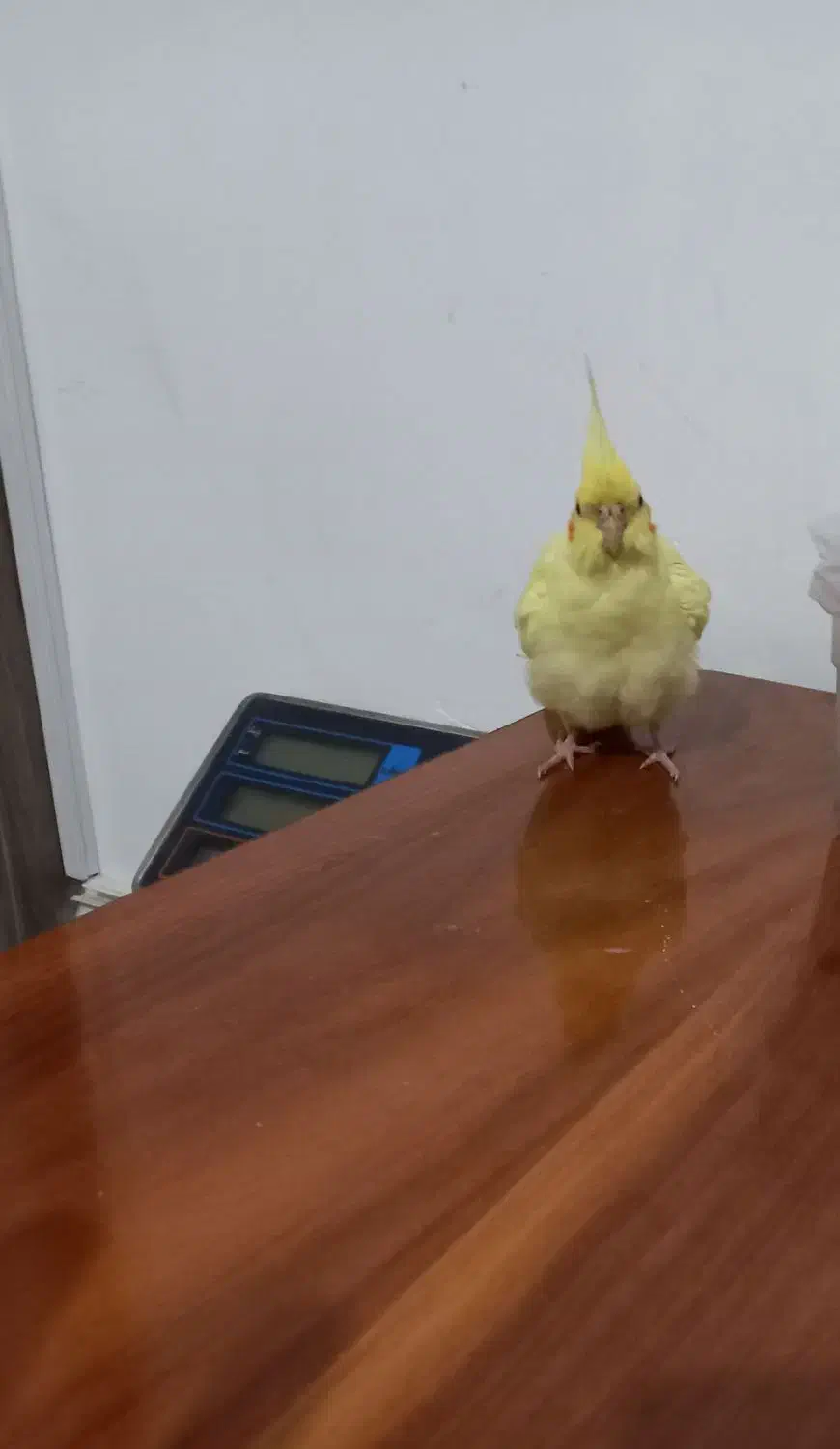 عروس هلندی گم شده با مژدگانی خوب|حیوانات|تبریز, |دیوار