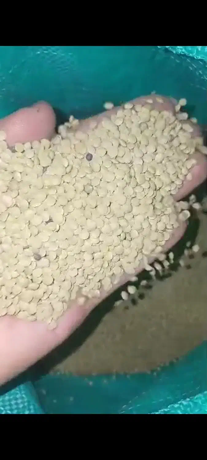 عدس ریز تازه روسی|خوردنی و آشامیدنی|رشت, پارک شهر|دیوار