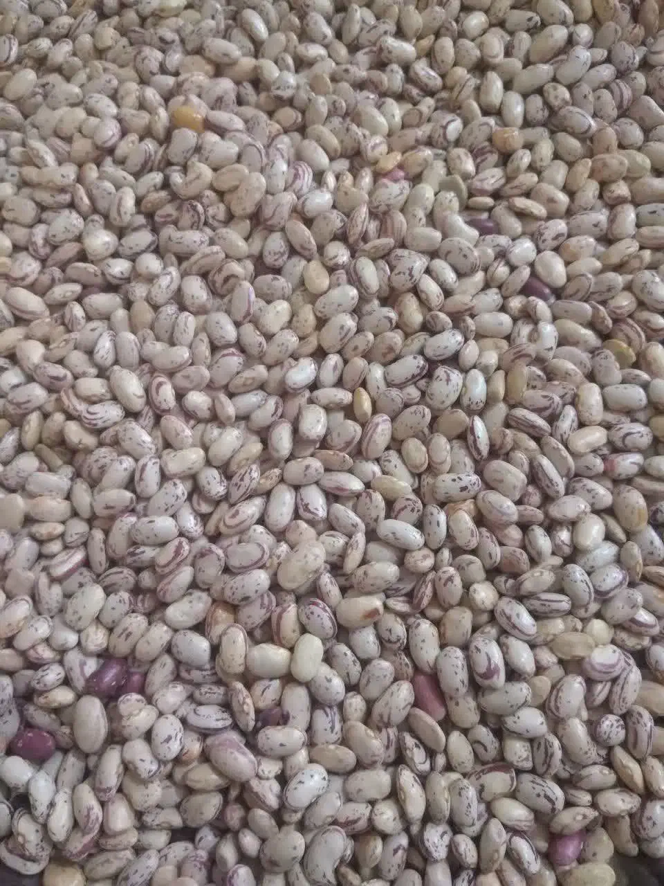 فوری لوبیا چیتی (پاکرده) ببین بعد ببر|خوردنی و آشامیدنی|نجف‌آباد, شهدای غربی|دیوار