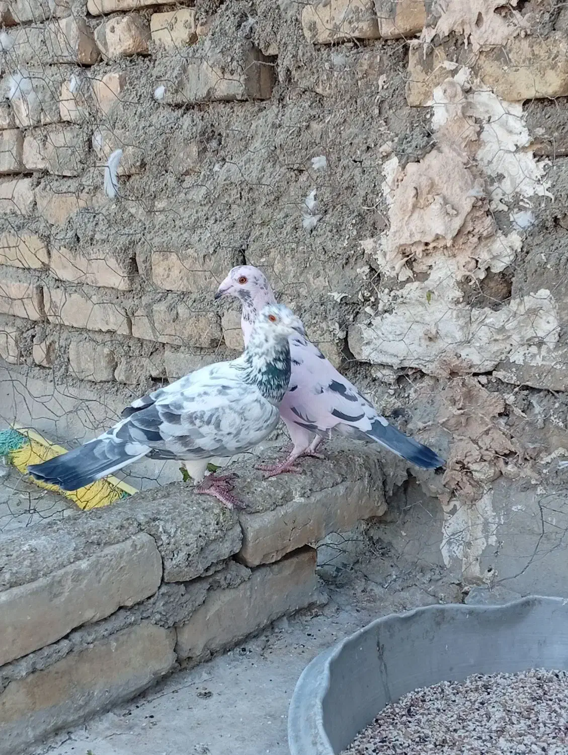 بزک سیاه پلاکی|پرنده|حمیدیا, |دیوار