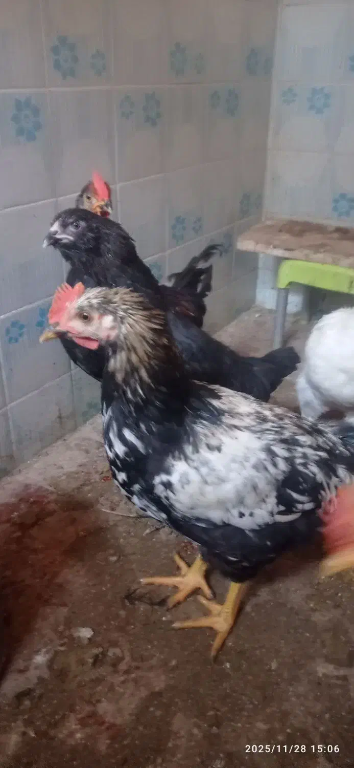 خروس|حیوانات مزرعه|سبزوار, گلشن|دیوار