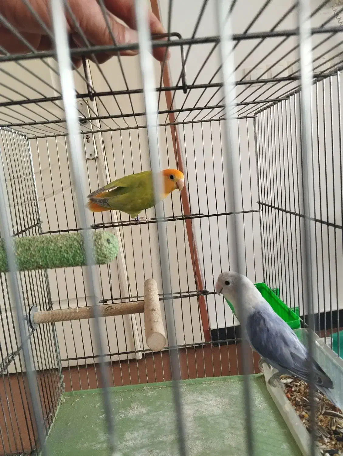 طوطی برزیلی نروماده مولد با پنج عدد تخم|پرنده|سنندج, |دیوار