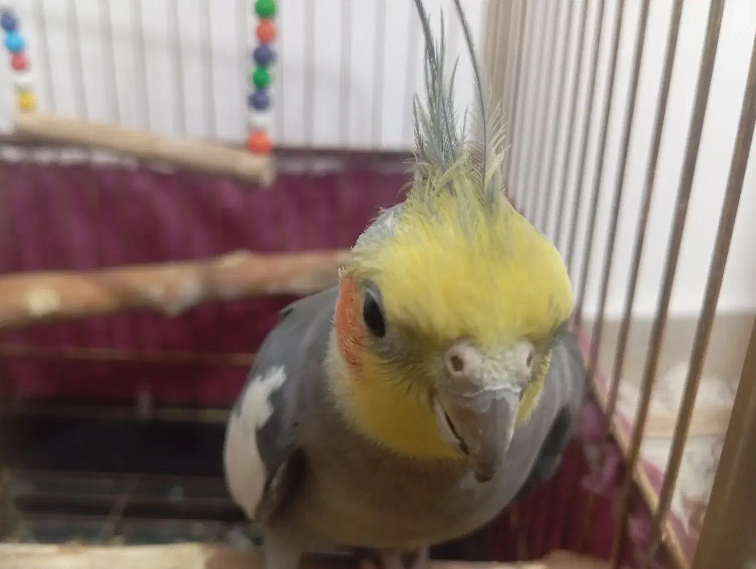 عروس هلندی سخنگو باهوش|پرنده|هشتگرد, شهرک فرهنگیان|دیوار